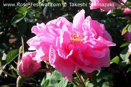 Bulgaria rose festival